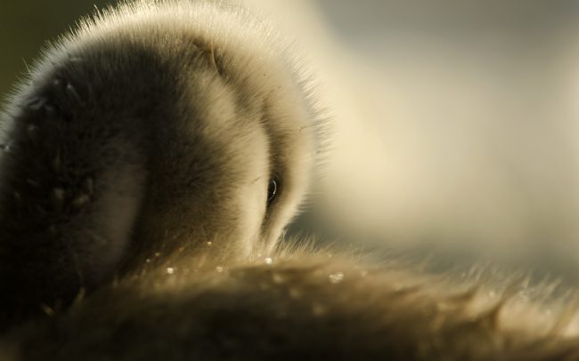 Bütykös hattyú (Cygnus olor), Csallóköz