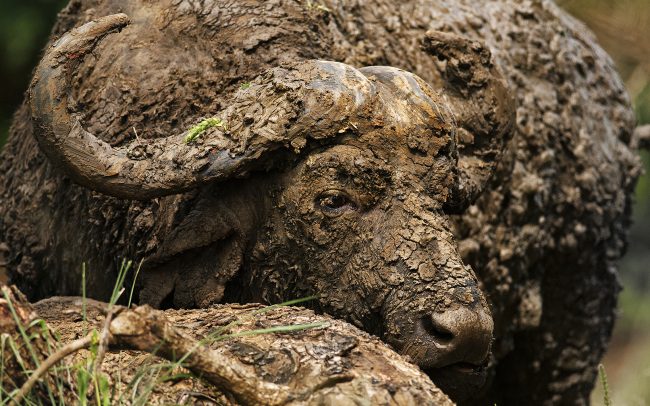 Kafferbivaly (Syncerus caffer), Hluhluwe-Imfolozi Park, Dél-Afrika
