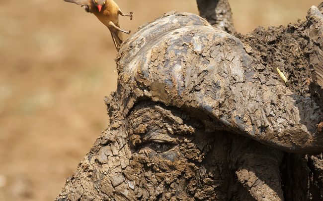 Kľuváč červenozobý (Buphagus erythrorhynchus), Hluhluwe-Imfolozi Park, Južná Afrika