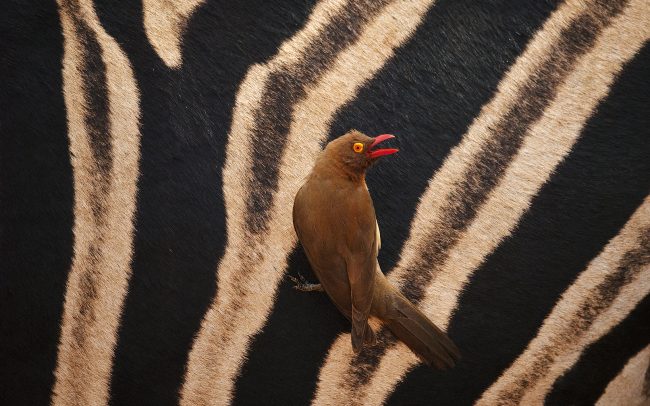 Kľuváč červenozobý (Buphagus erythrorhynchus), Hluhluwe-Imfolozi Park, Južná Afrika
