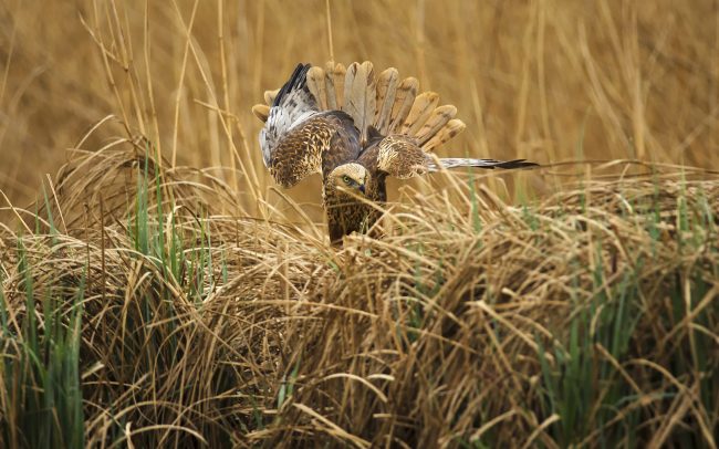 Barna rétihéja (Circus aeruginosus), Csallóköz
