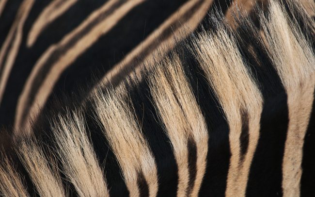 Alföldi zebra (Equus quagga), Hluhluwe-Imfolozi Park. Dél-Afrika