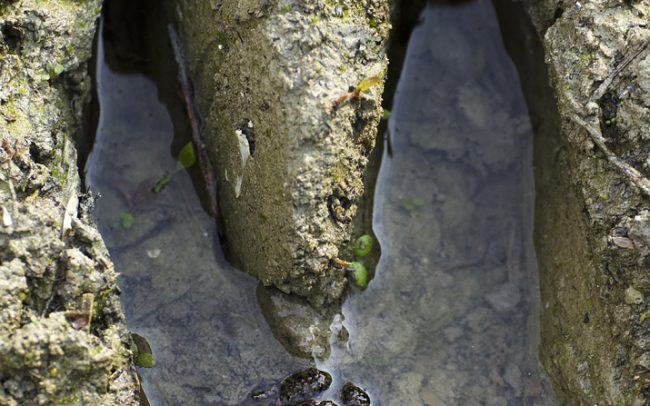Vöröshasú unka (Bombina bombina), Duna menti erdők Tájvédelmi Körzet, Csallóköz