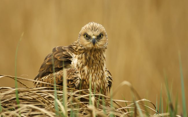 Barna rétihéja (Circus aeruginosus), Csallóköz