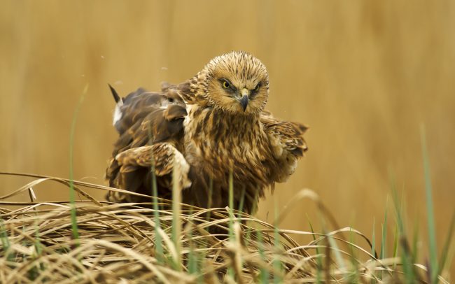 Kaňa močiarna (Circus aeruginosus), Žitný ostrov