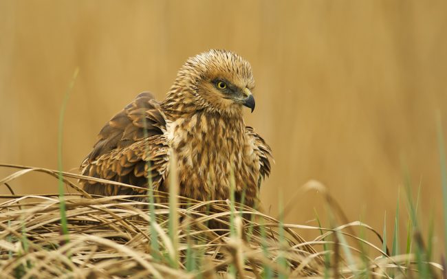 Barna rétihéja (Circus aeruginosus), Csallóköz