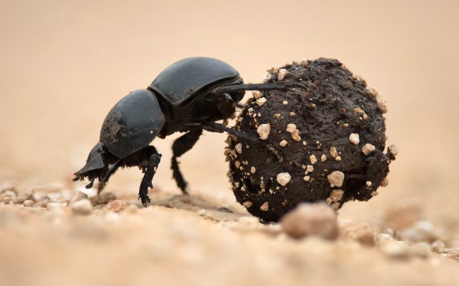 Röpképtelen ganajtúró bogár (Circellium bacchus), Addo Elephant Nemzeti Park, Dél-Afrika