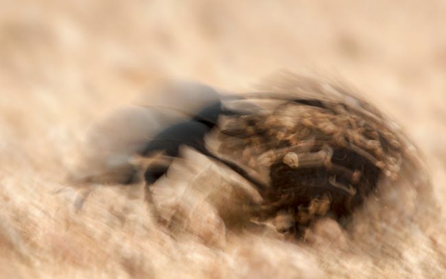 Röpképtelen ganajtúró bogár (Circellium bacchus), Addo Elephant Nemzeti Park, Dél-Afrika