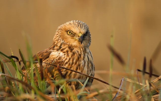 Barna rétihéja (Circus aeruginosus), Csallóköz