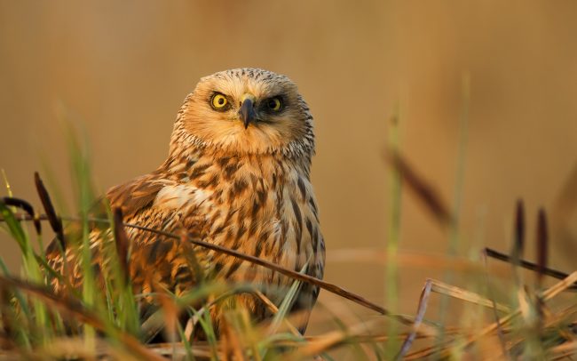 Barna rétihéja (Circus aeruginosus), Csallóköz