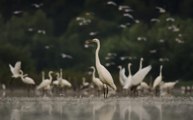 Volavka biela (Egretta alba), CHKO Dunajské luhy, Žitný ostrov