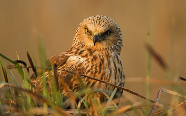 Barna rétihéja (Circus aeruginosus), Csallóköz