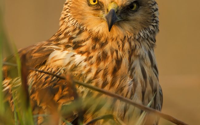 Barna rétihéja (Circus aeruginosus), Csallóköz