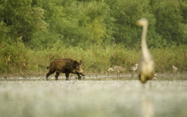 Diviak lesný (Sus scrofa), CHKO Dunajské luhy, Žitný ostrov