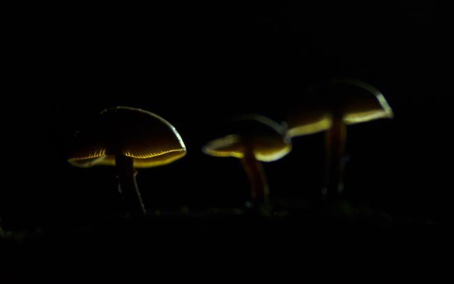 Plamienka zimná (Flammulina velutipes), CHKO Dunajské luhy, Žitný ostrov