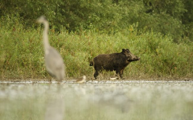 Diviak lesný (Sus scrofa), CHKO Dunajské luhy, Žitný ostrov