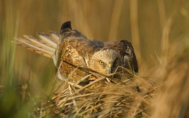 Barna rétihéja (Circus aeruginosus), Csallóköz