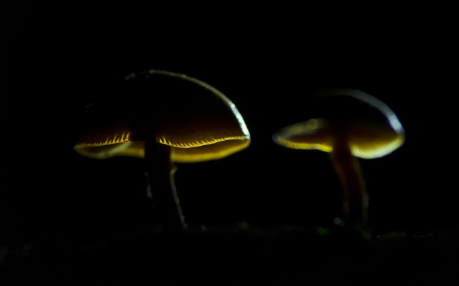 Plamienka zimná (Flammulina velutipes), CHKO Dunajské luhy, Žitný ostrov