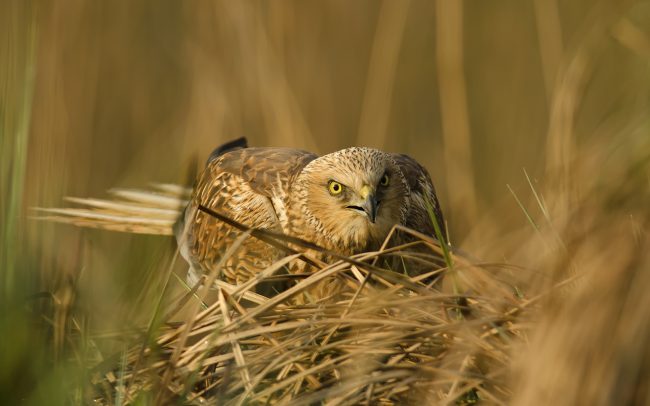 Barna rétihéja (Circus aeruginosus), Csallóköz