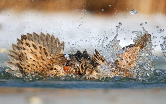 Tőkés réce (Anas platyrhynchos), Csallóköz