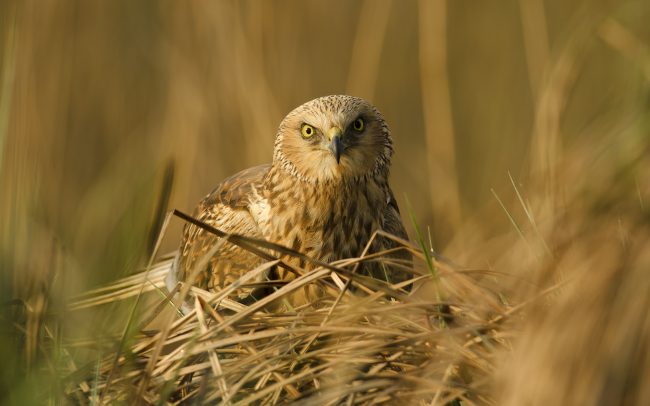 Barna rétihéja (Circus aeruginosus), Csallóköz
