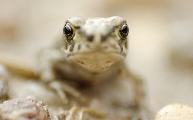 Ropucha zelená (Bufo viridis), Žitný ostrov