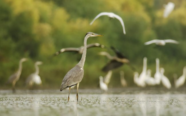 Volavka popolavá (Ardea cinerea), CHKO Dunajské luhy, Žitný ostrov