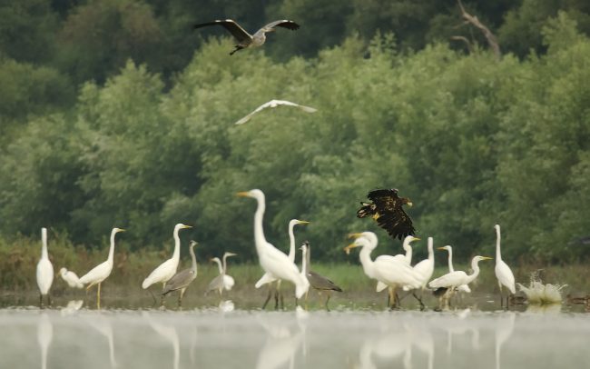 Orliak morský (Haliaeetus albicilla), CHKO Dunajské luhy, Žitný ostrov