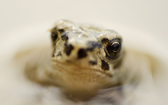 Ropucha zelená (Bufo viridis), Žitný ostrov