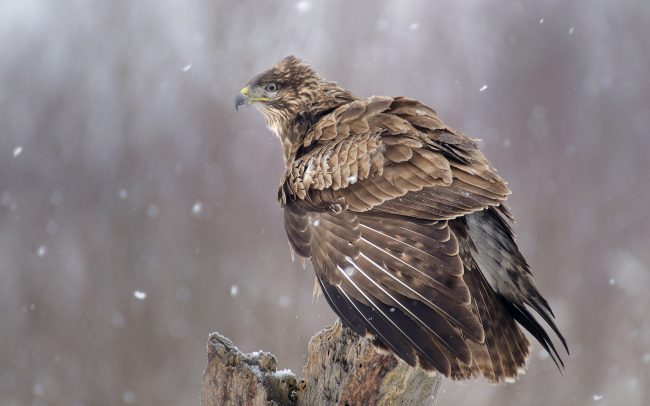 Myšiak lesný (Buteo buteo), Žitný ostrov