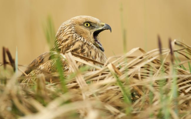 Barna rétihéja (Circus aeruginosus), Csallóköz
