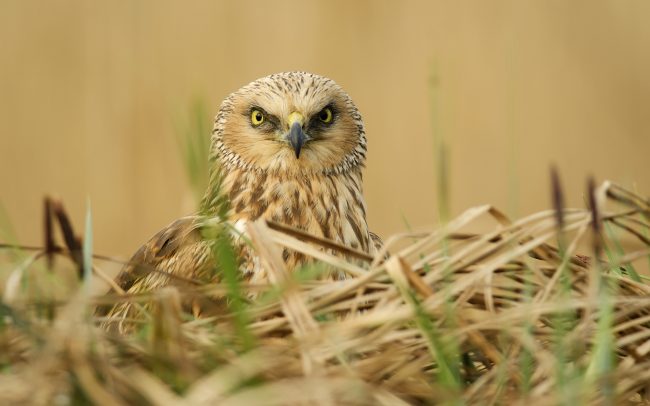 Barna rétihéja (Circus aeruginosus), Csallóköz