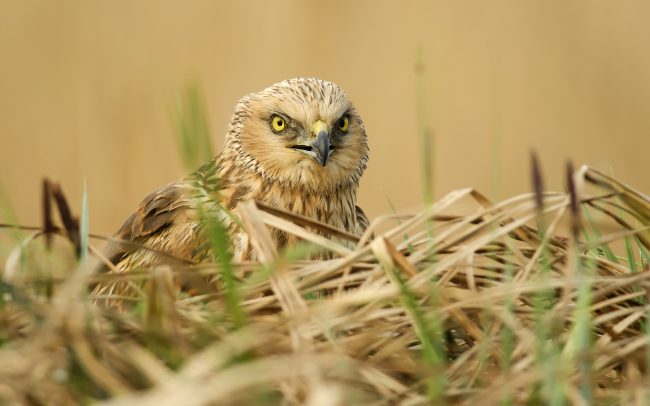 Barna rétihéja (Circus aeruginosus), Csallóköz