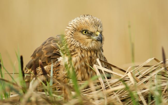 Barna rétihéja (Circus aeruginosus), Csallóköz