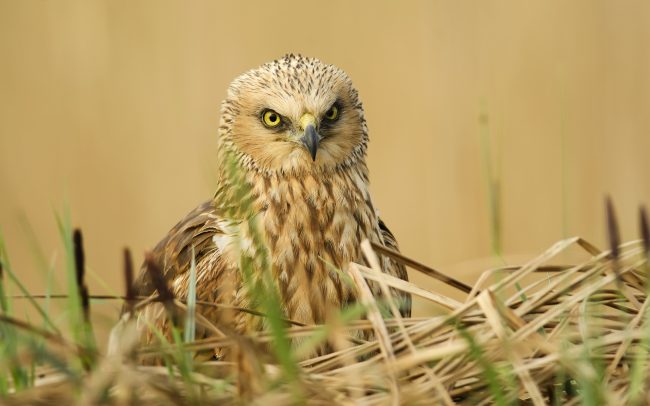 Barna rétihéja (Circus aeruginosus), Csallóköz