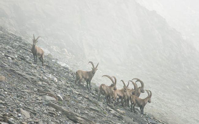 Kozorožec vrchovský (Capra ibex), Prírodná rezervácia Combe de l'A, Švajčiarsko