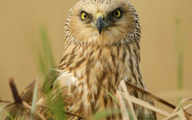 Barna rétihéja (Circus aeruginosus), Csallóköz