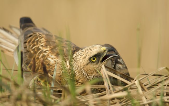 Barna rétihéja (Circus aeruginosus), Csallóköz