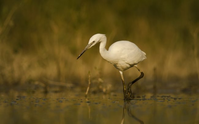 Volavka striebristá (Egretta garzetta), CHKO Dunajské luhy, Žitný ostrov