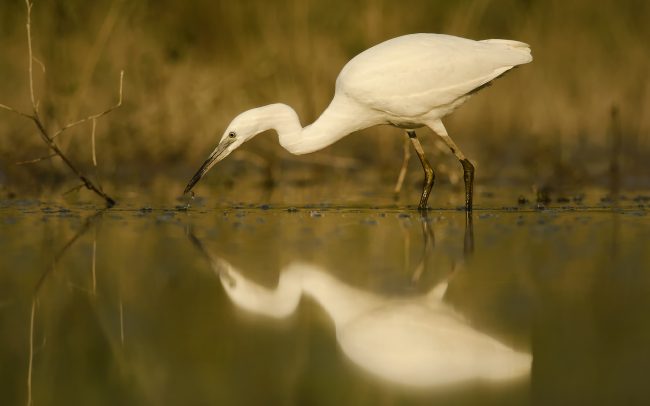 Volavka striebristá (Egretta garzetta), CHKO Dunajské luhy, Žitný ostrov