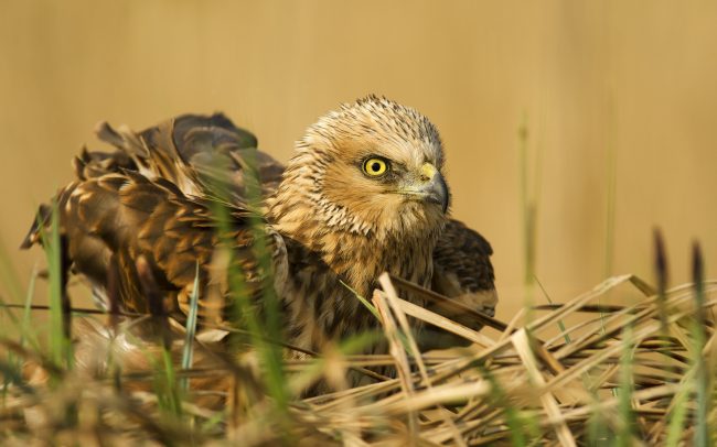 Barna rétihéja (Circus aeruginosus), Csallóköz