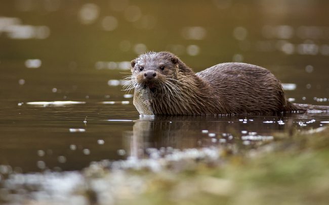 Vidra (Lutra lutra), Duna menti erdők Tájvédelmi Körzet, Csallóköz