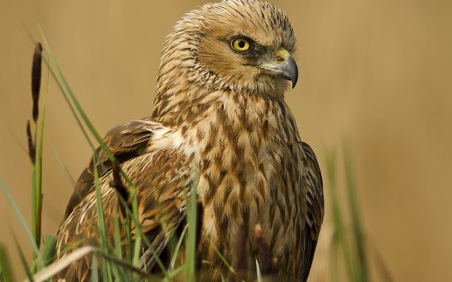 Barna rétihéja (Circus aeruginosus), Csallóköz