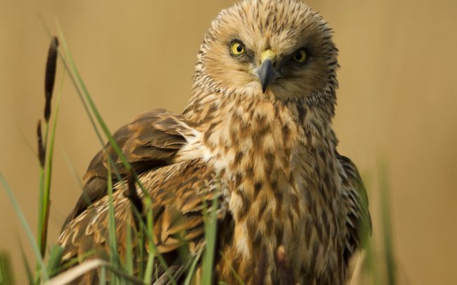 Barna rétihéja (Circus aeruginosus), Csallóköz