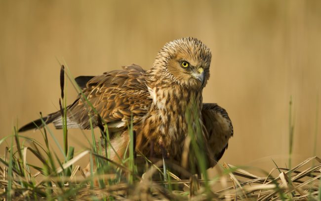 Barna rétihéja (Circus aeruginosus), Csallóköz