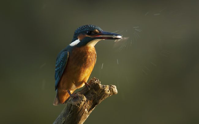 Rybárik riečny (Alcedo atthis), CHKO Dunajské luhy, Žitný ostrov