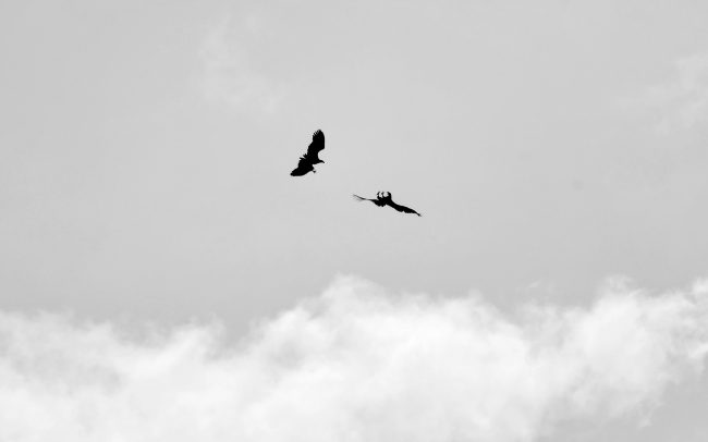 Orliak morský (Haliaeetus albicilla), Gemenc, Národný park Duna-Dráva, Maďarsko