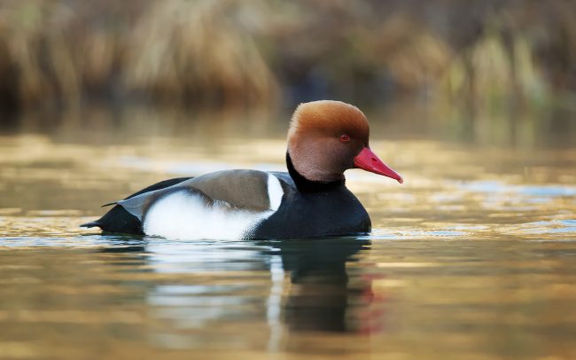 Üstökös réce (Netta rufina), Csallóköz