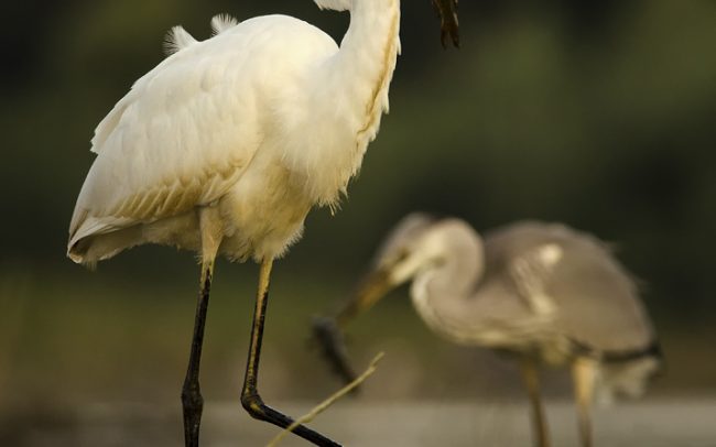 Great Egret (Egretta alba), Danube Floodplains Protected Landscape Area, Great Rye Island, Slovakia
