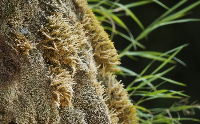 Mach (Bryophyta), Národný park Krka, Chorvátsko